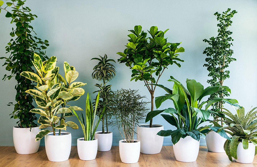 The best house plants | Interiors | House & Garden