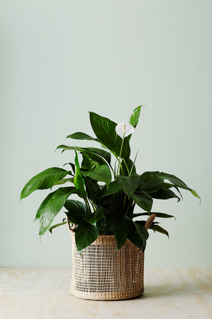 Top 10 AirPurifying Indoor Plants To Increase Wellbeing