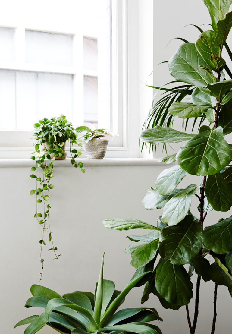 Top 5 Reasons Your Indoor Plants Die During Winter | Hunting for George